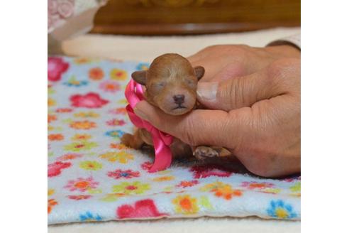 成約済の埼玉県のトイプードル-27728の3枚目
