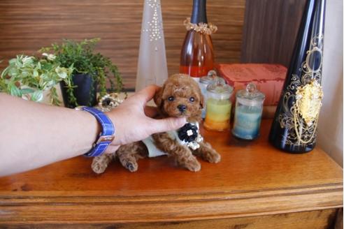 成約済の埼玉県のトイプードル-27750の1枚目