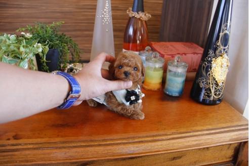 成約済の埼玉県のトイプードル-27750の2枚目