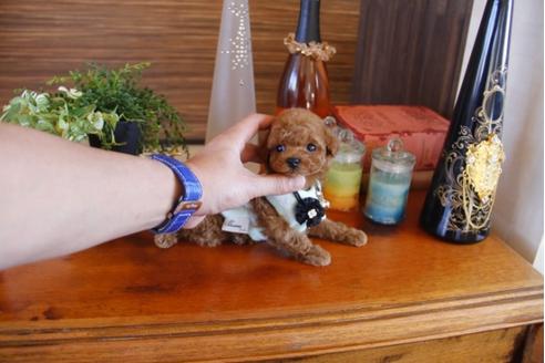 成約済の埼玉県のトイプードル-27750の3枚目