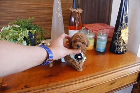 成約済の埼玉県のトイプードル-27750の4枚目