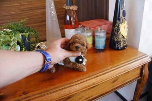 成約済の埼玉県のトイプードル-27750の5枚目