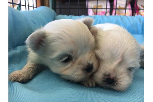 成約済の愛知県のマルチーズ-27751の5枚目