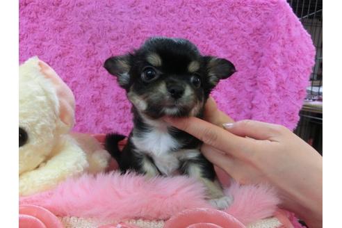 成約済の京都府のチワワ-27753の1枚目