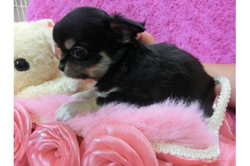 成約済の京都府のチワワ-27753の2枚目