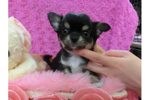 成約済の京都府のチワワ-27753の3枚目