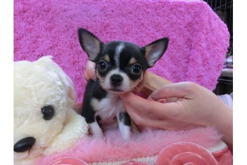 成約済の京都府のチワワ-27754の3枚目