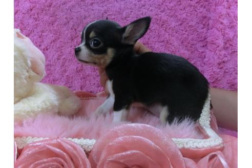 成約済の京都府のチワワ-27754の2枚目