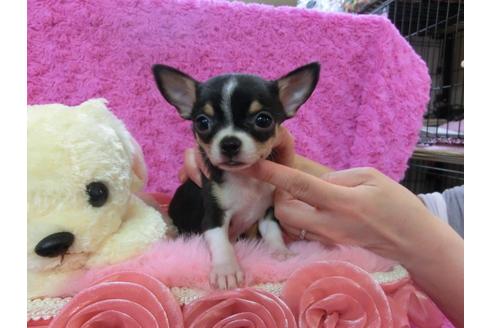 成約済の京都府のチワワ-27754の1枚目