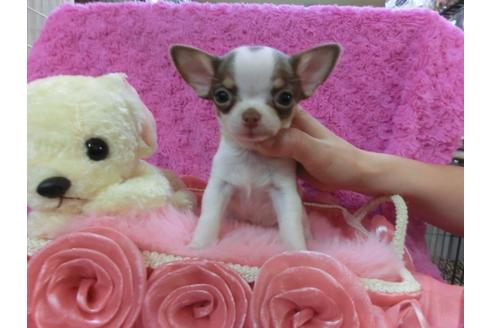 成約済の京都府のチワワ-27755の1枚目