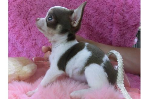 成約済の京都府のチワワ-27755の2枚目