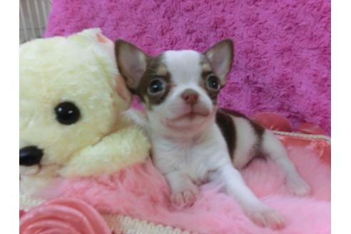 成約済の京都府のチワワ-27755の3枚目