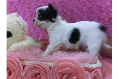 成約済の京都府のチワワ-27756の2枚目