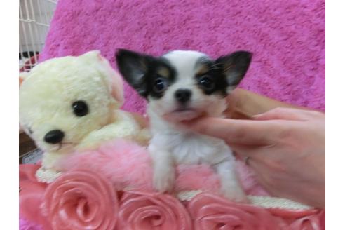 成約済の京都府のチワワ-27756の3枚目