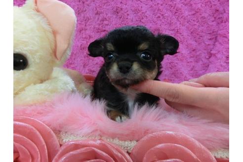 成約済の京都府のチワワ-27757の1枚目