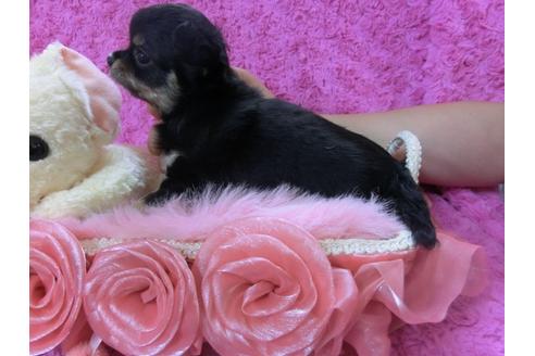 成約済の京都府のチワワ-27757の2枚目