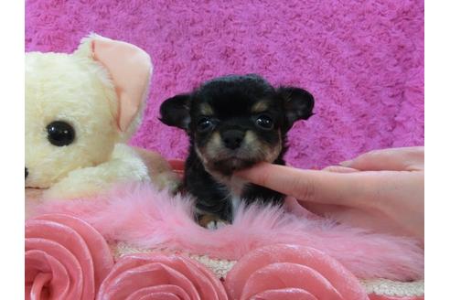 成約済の京都府のチワワ-27757の3枚目