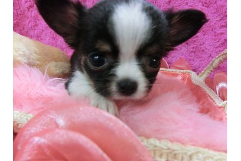 成約済の京都府のチワワ-27758の1枚目