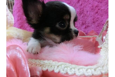 成約済の京都府のチワワ-27758の2枚目