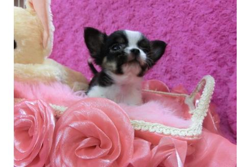 成約済の京都府のチワワ-27758の3枚目