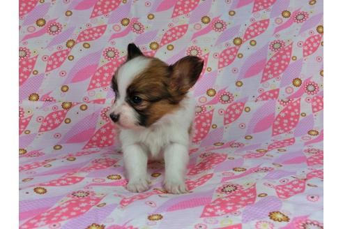 成約済の千葉県のパピヨン-27168の1枚目