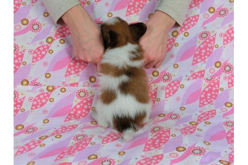 成約済の千葉県のパピヨン-27168の4枚目