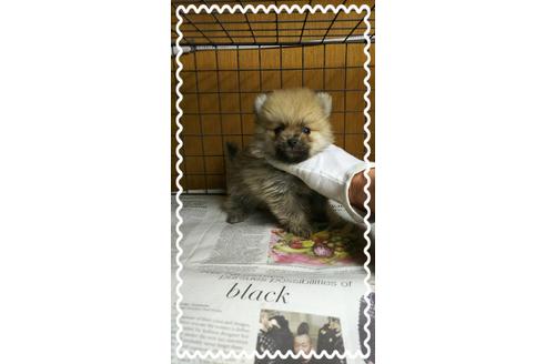 成約済の茨城県のポメラニアン-27338の1枚目