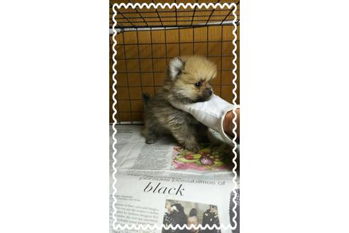 成約済の茨城県のポメラニアン-27338の2枚目