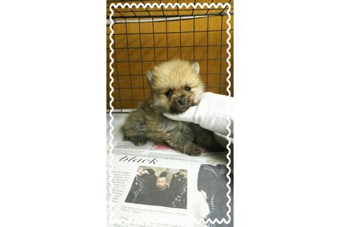 成約済の茨城県のポメラニアン-27338の4枚目