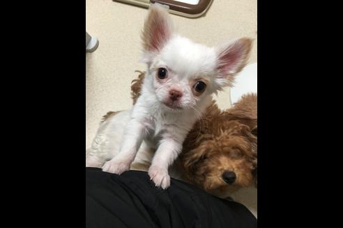 成約済の大阪府のチワワ-25363の3枚目