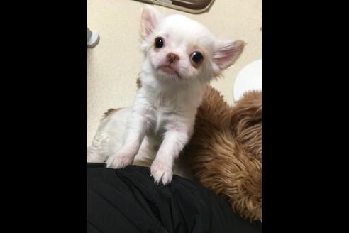 成約済の大阪府のチワワ-25363の2枚目