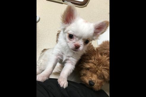 成約済の大阪府のチワワ-25363の1枚目