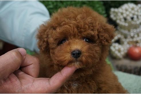 成約済の京都府のトイプードル-26902の2枚目