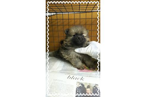 成約済の茨城県のポメラニアン-27336の2枚目