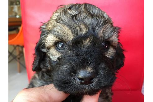 成約済の茨城県のミックス犬-27813の5枚目