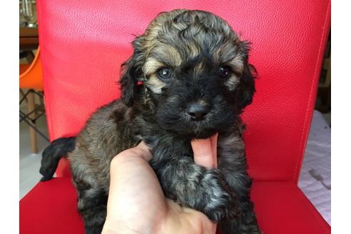 成約済の茨城県のミックス犬-27813の1枚目