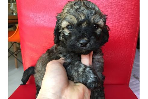成約済の茨城県のミックス犬-27813の3枚目