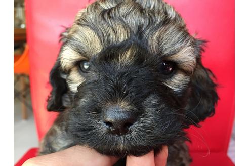 成約済の茨城県のミックス犬-27813の4枚目