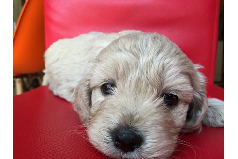 成約済の茨城県のミックス犬-27814の2枚目