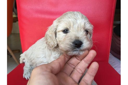 成約済の茨城県のミックス犬-27814の3枚目