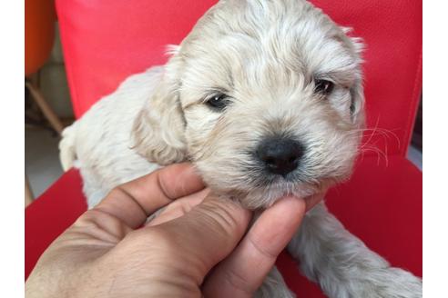 成約済の茨城県のミックス犬-27814の4枚目