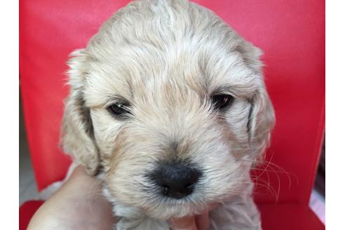 成約済の茨城県のミックス犬-27814の5枚目