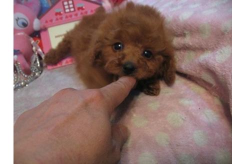 成約済の静岡県のトイプードル-27816の5枚目