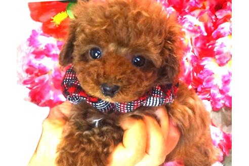 成約済の茨城県のトイプードル-27819の2枚目