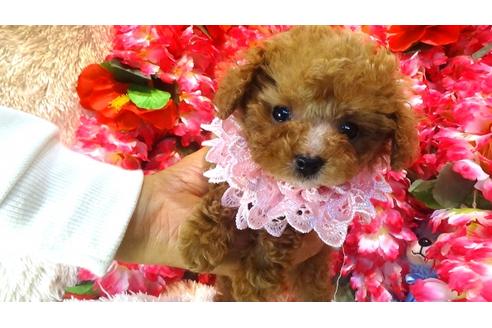 成約済の茨城県のトイプードル-27820の1枚目