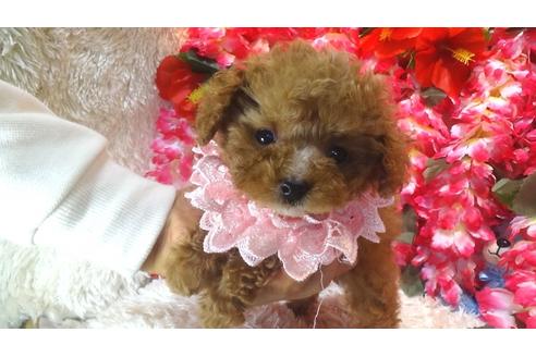 成約済の茨城県のトイプードル-27820の2枚目