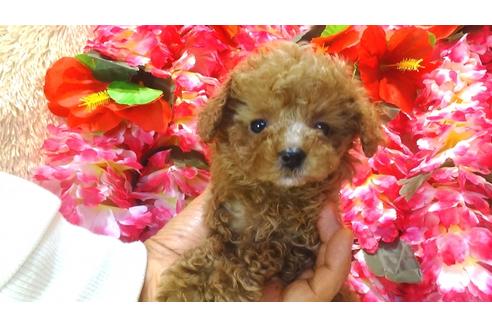 成約済の茨城県のトイプードル-27820の3枚目