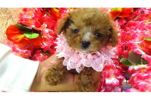 成約済の茨城県のトイプードル-27820の4枚目