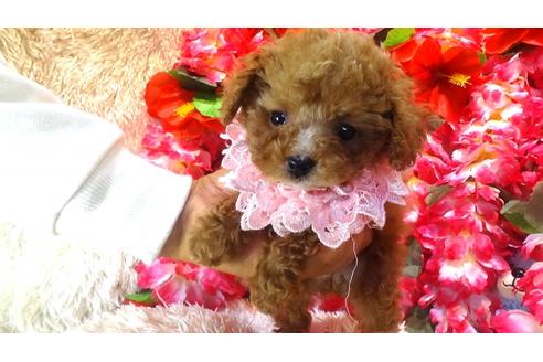 成約済の茨城県のトイプードル-27820の5枚目