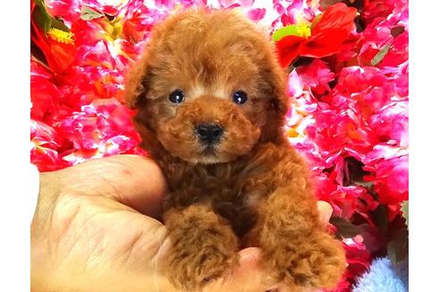 成約済の茨城県のトイプードル-27821の1枚目